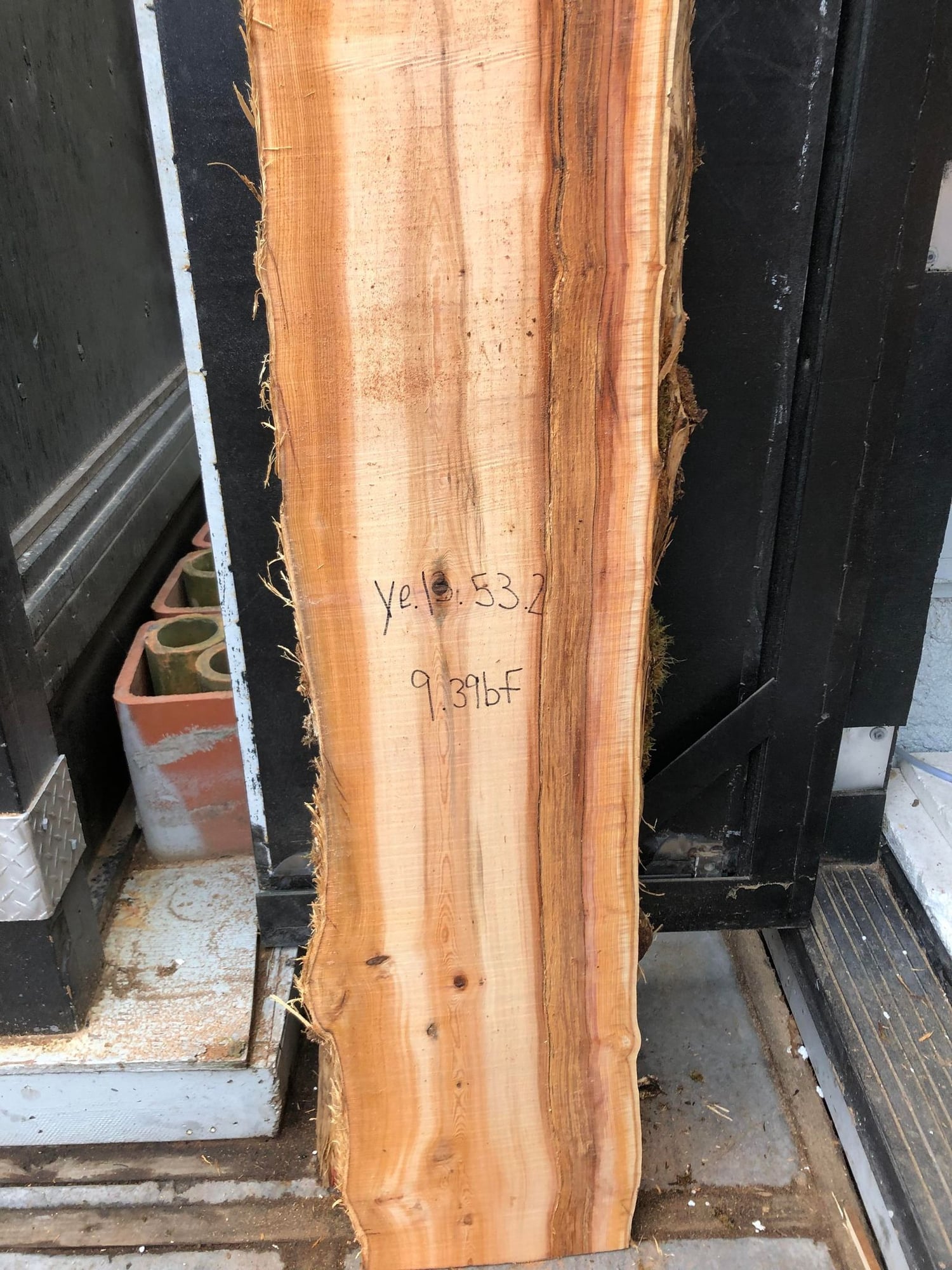 Pacific Yew